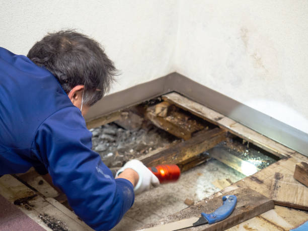 Best Mold Removal Near Me  in Hazel Dell, WA