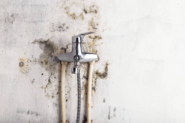 Best Toxic Mold Removal  in Hazel Dell, WA