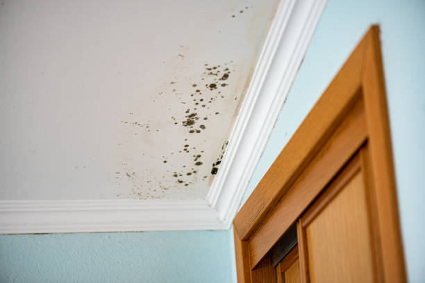 Best Toxic Mold Removal  in Hazel Dell, WA