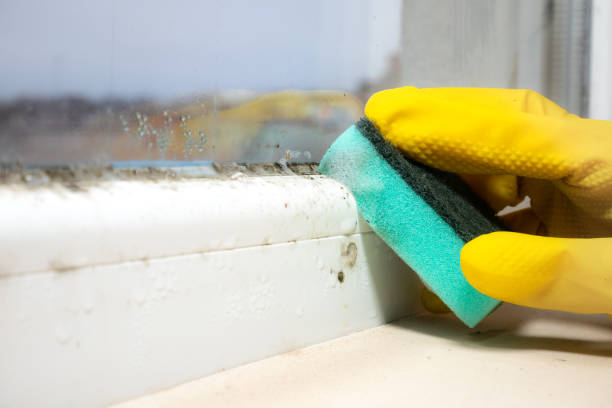 Mold Removal and Inspection in Hazel Dell, WA