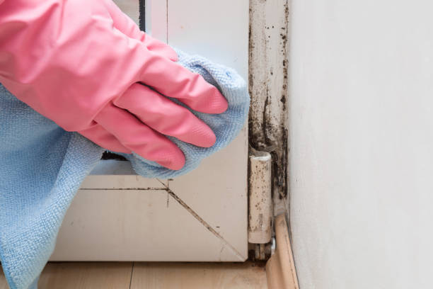 Best Home Mold Removal  in Hazel Dell, WA